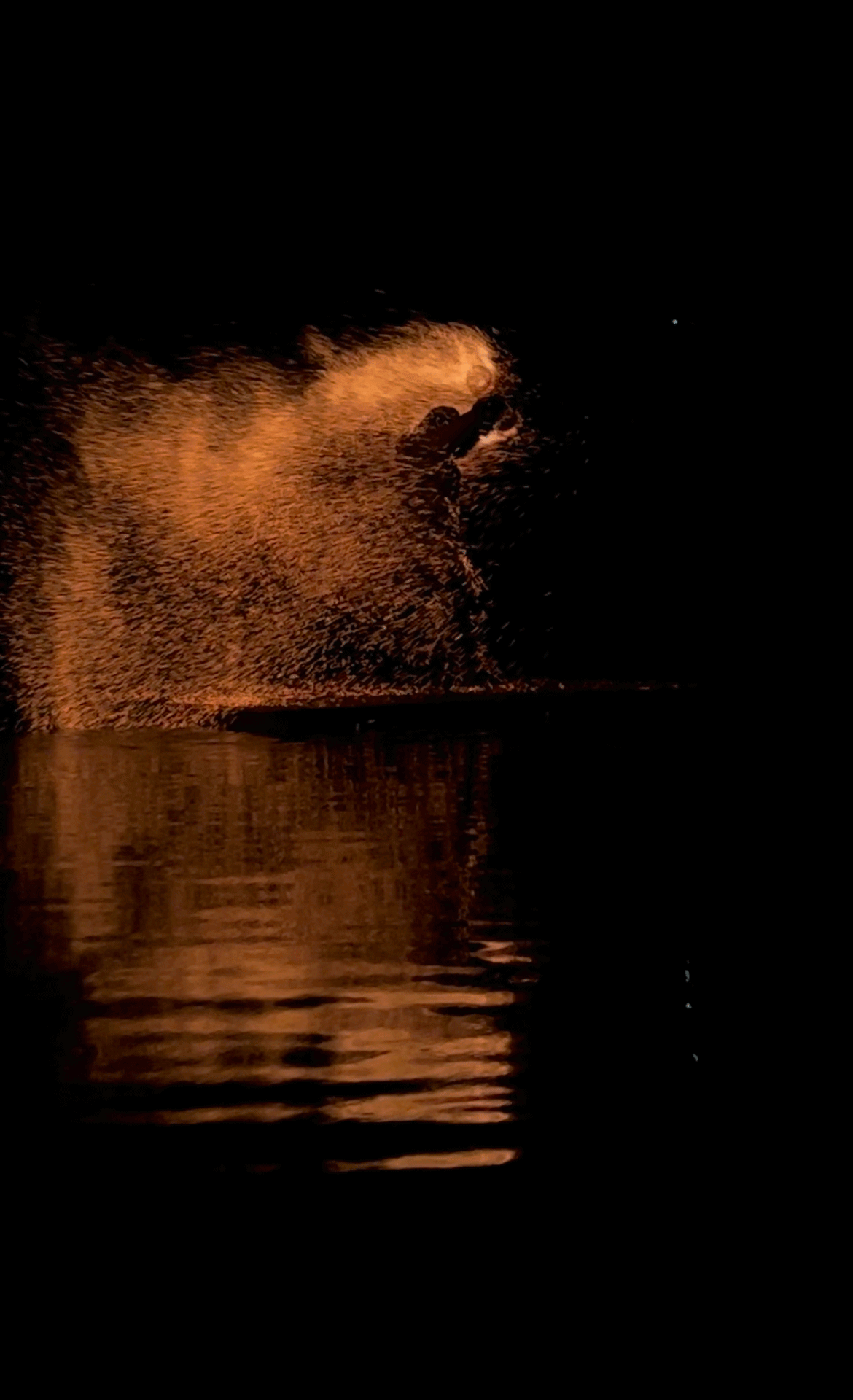 Artistische Feuershow mit Spezialeffekten bei einer eleganten Gala in Südtirol Elegante Gala-Feuershow mit Pyrotechnik, LED-Elementen, Lichtdesign und Spezialeffekten – eindrucksvolle Bühnenperformance für exklusive Events und Firmenfeiern in Österreich und Italien.